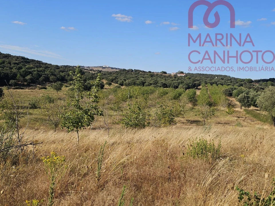 Terreno para Venda em Estremoz (Santa Maria e Santo André) Foto 33