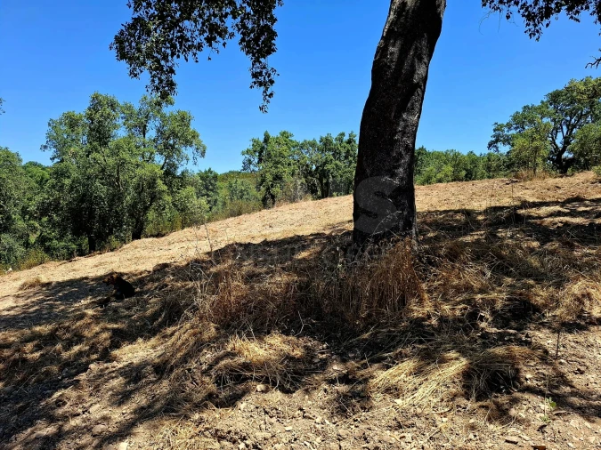 Terreno para Venda em Reliquias Foto 6