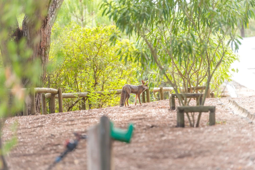 Moradia T8 para Venda em Azeitão (São Lourenço e São Simão) Foto 76