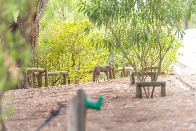 Moradia T8 para Venda em Azeitão (São Lourenço e São Simão) Foto 76