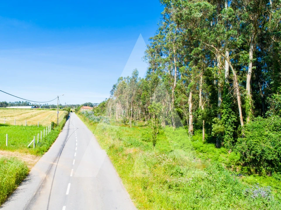Terreno para Venda em Ovar, São João, Arada e São Vicente de Pereira Jusã Foto 7