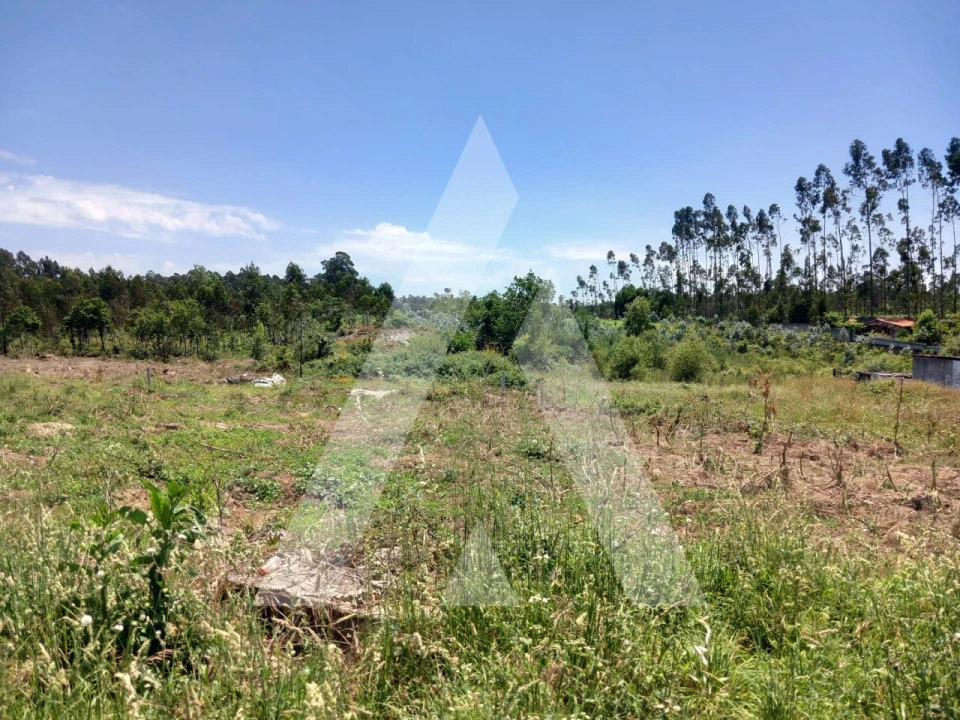 Terreno para Venda em Avanca Foto 2