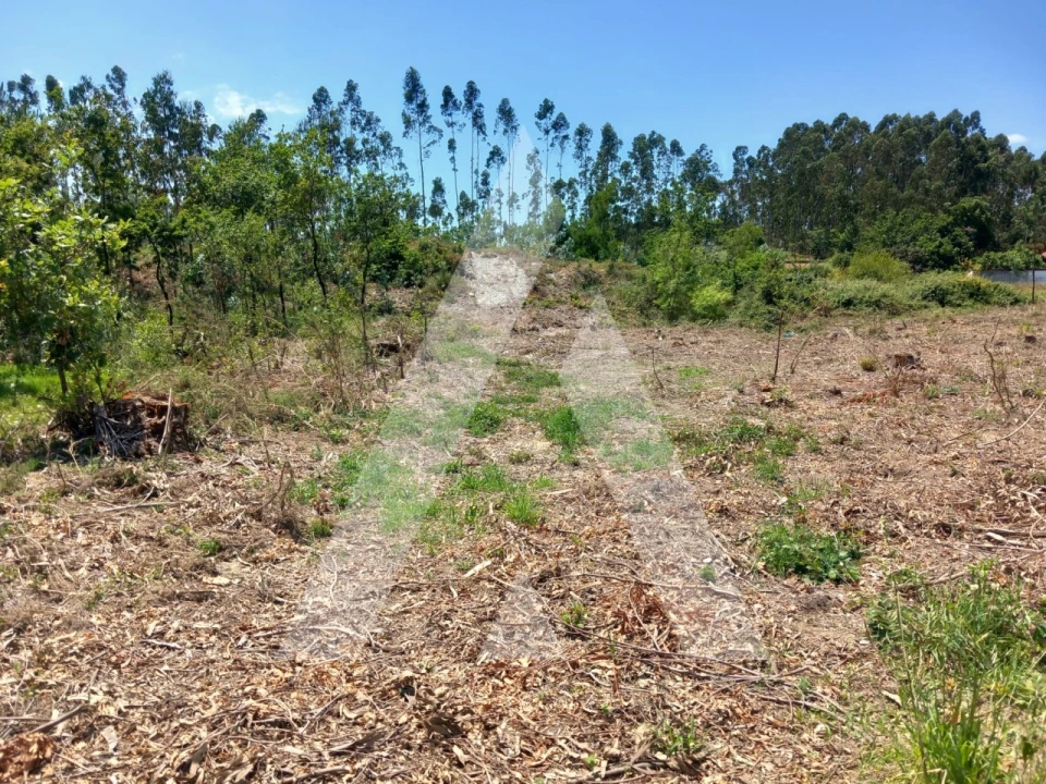Terreno para Venda em Avanca Foto 6
