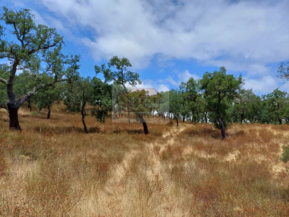 Terreno Agricola ou Rústico para Venda em Grândola e Santa Margarida da Serra Foto 2