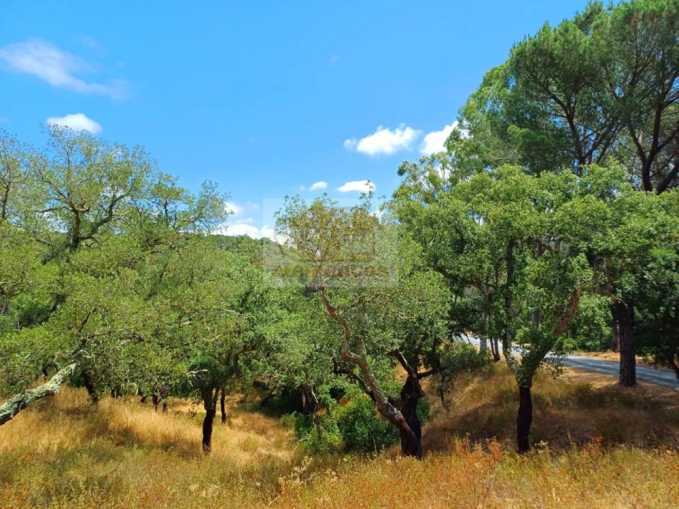 Terreno Agricola ou Rústico para Venda em Grândola e Santa Margarida da Serra Foto 4