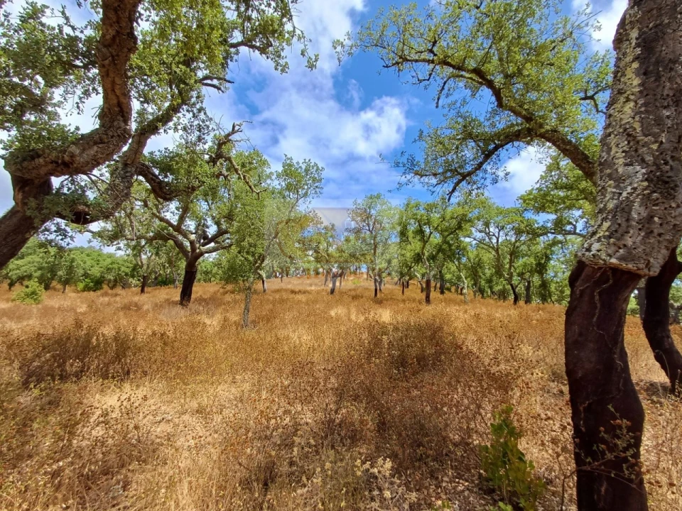 Terreno Agricola ou Rústico para Venda em Grândola e Santa Margarida da Serra Foto 6