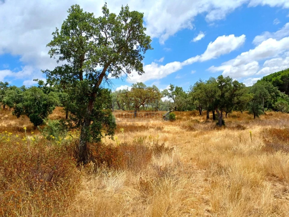 Terreno Agricola ou Rústico para Venda em Grândola e Santa Margarida da Serra Foto 9