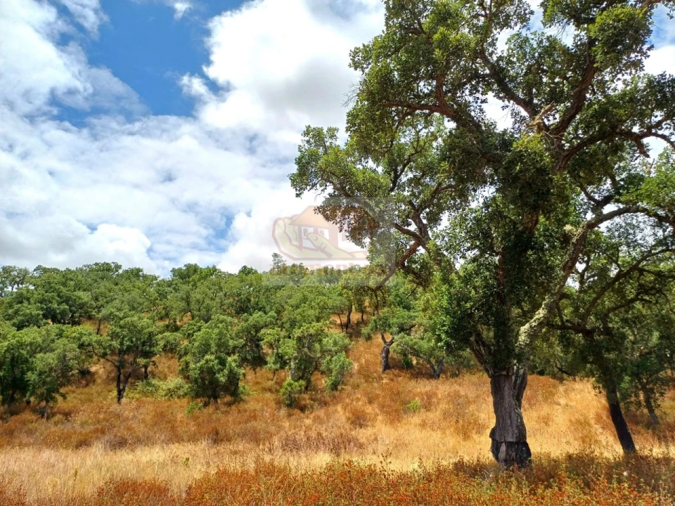 Terreno Agricola ou Rústico para Venda em Grândola e Santa Margarida da Serra Foto 10