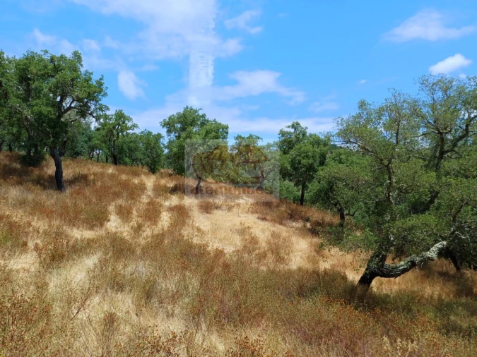 Terreno Agricola ou Rústico para Venda em Grândola e Santa Margarida da Serra Foto 5