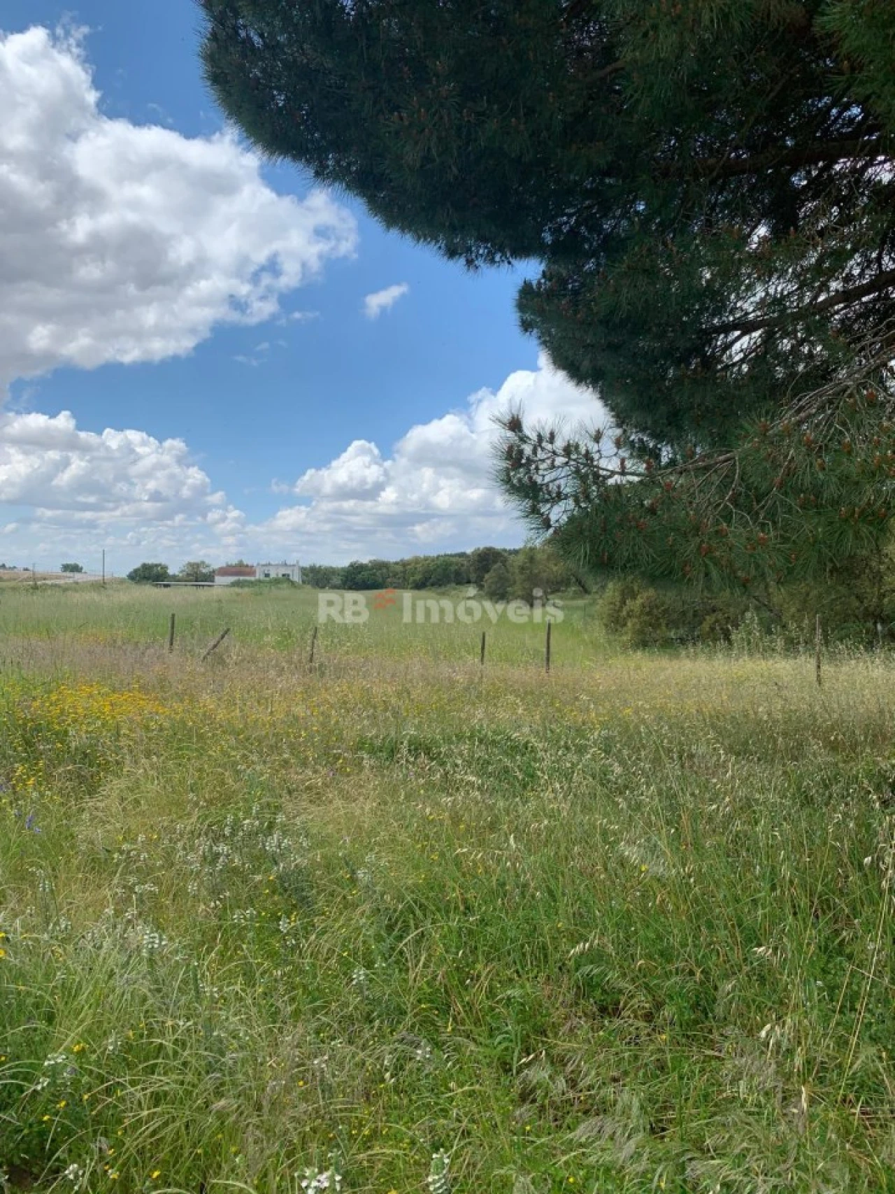 Terreno Agricola ou Rústico para Venda em Azinhaga Foto 2