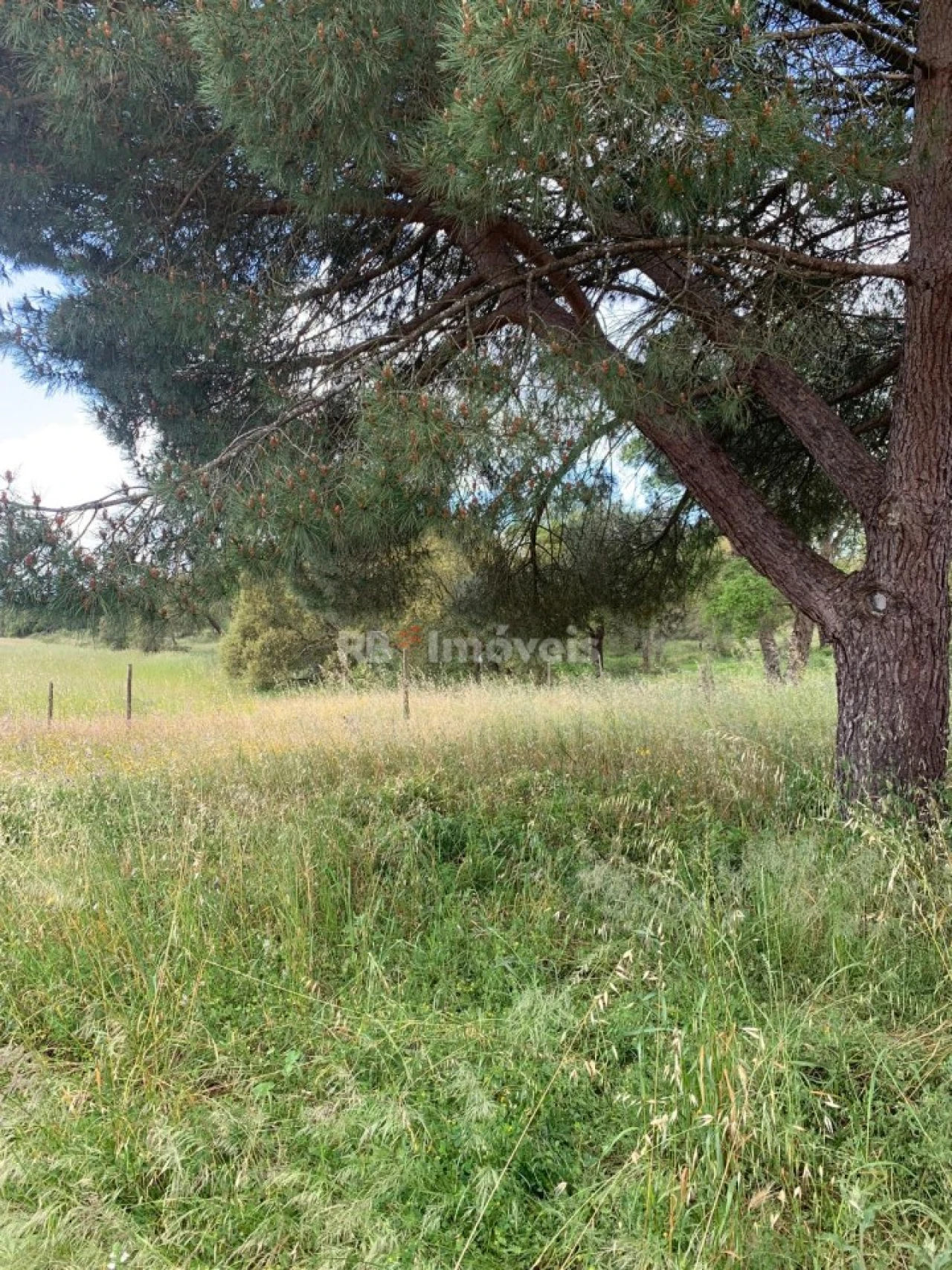 Terreno Agricola ou Rústico para Venda em Azinhaga Foto 3