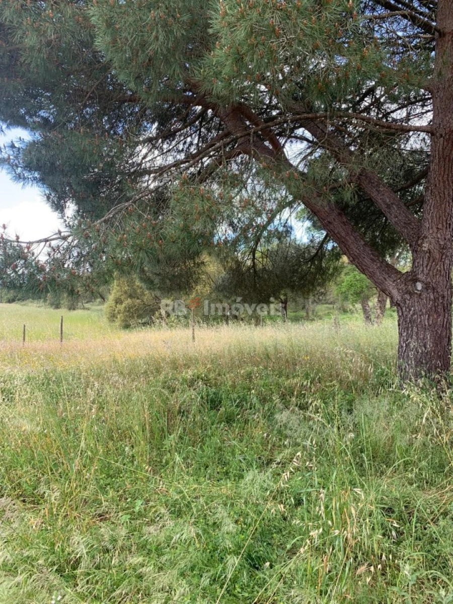 Terreno Agricola ou Rústico para Venda em Azinhaga Foto 3
