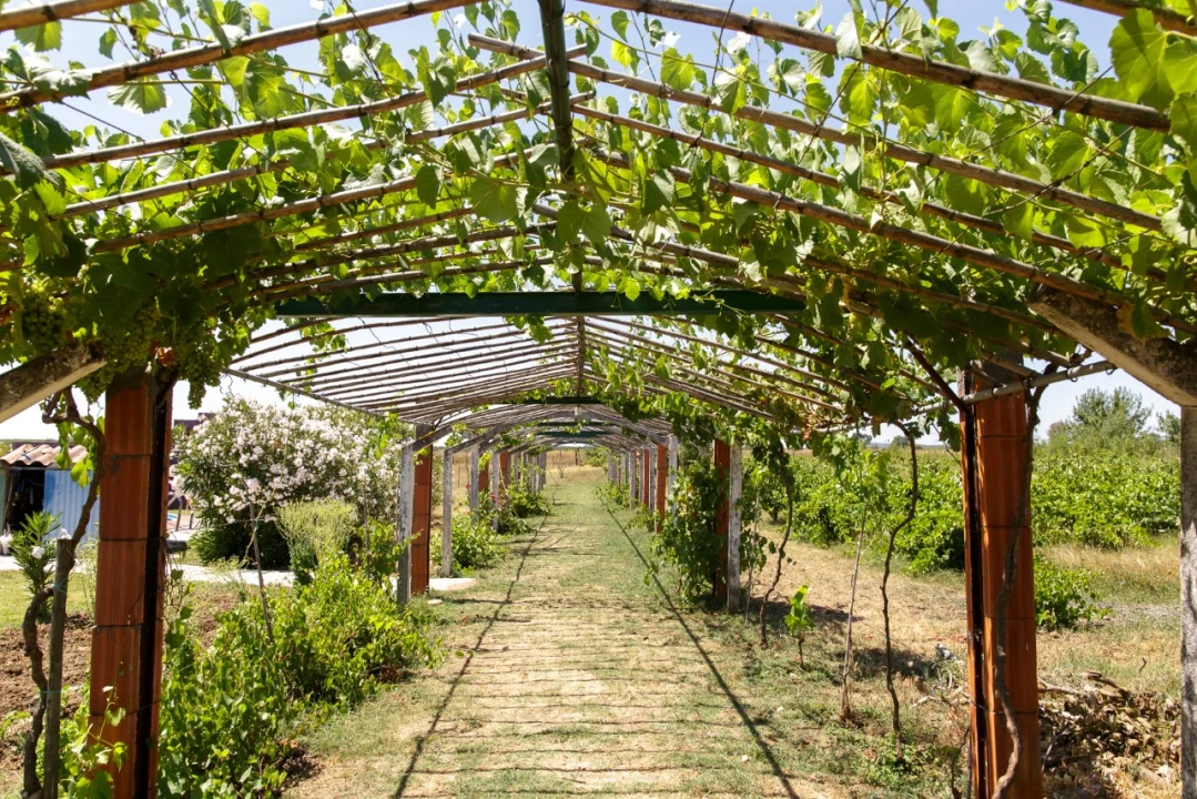 Quinta T2 para Venda em Ameixial (Santa Vitória e São Bento) Foto 3
