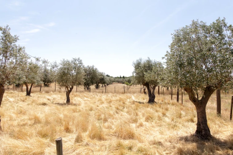 Quinta T2 para Venda em Ameixial (Santa Vitória e São Bento) Foto 20