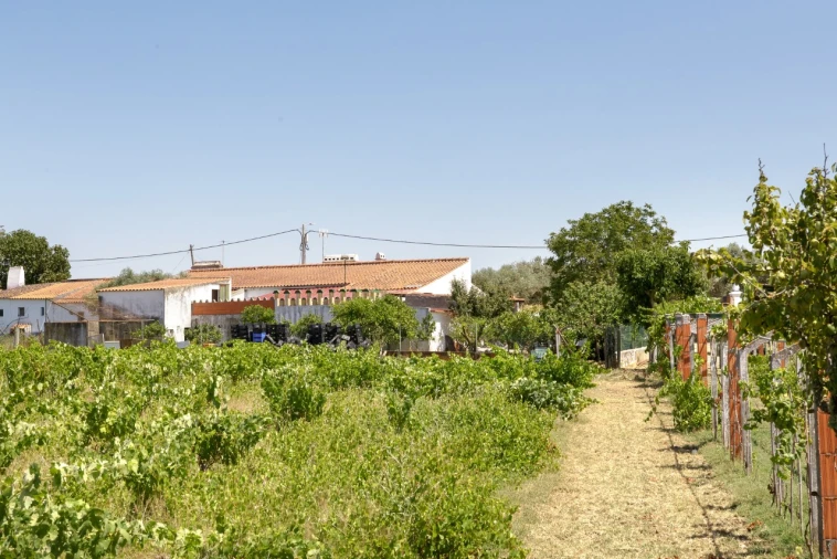 Quinta T2 para Venda em Ameixial (Santa Vitória e São Bento) Foto 11