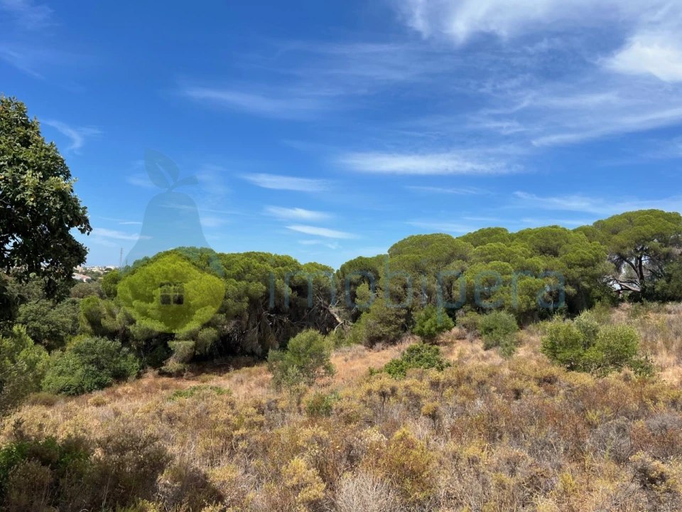 Terreno Agricola ou Rústico para Venda em Ferreiras Foto 1