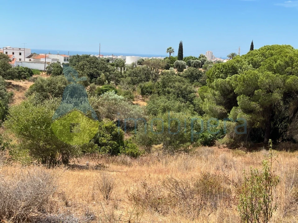 Terreno Agricola ou Rústico para Venda em Ferreiras Foto 4