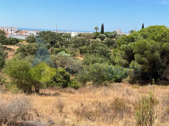 Terreno Agricola ou Rústico para Venda em Ferreiras Foto 4