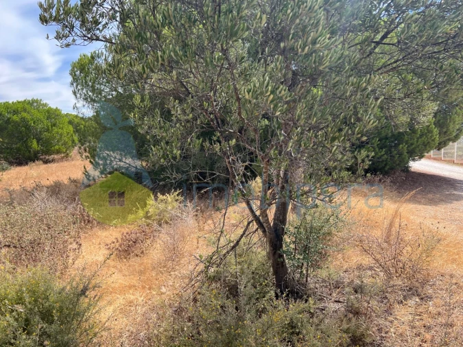 Terreno Agricola ou Rústico para Venda em Albufeira e Olhos de Água Foto 25