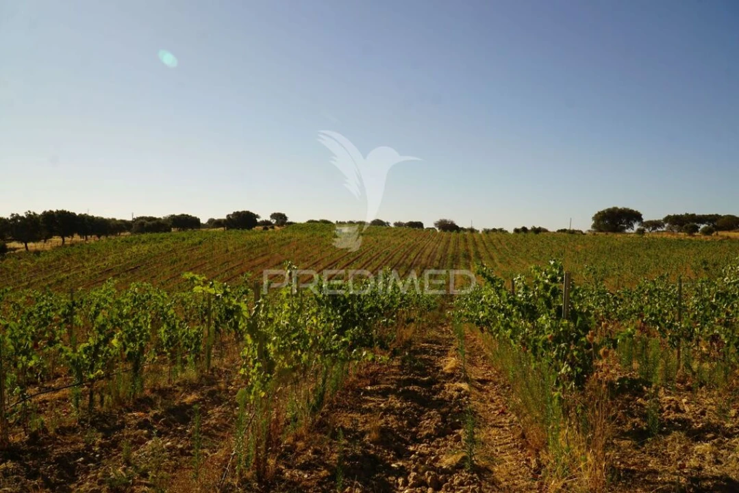 Quinta para Venda em Santiago Maior Foto 8