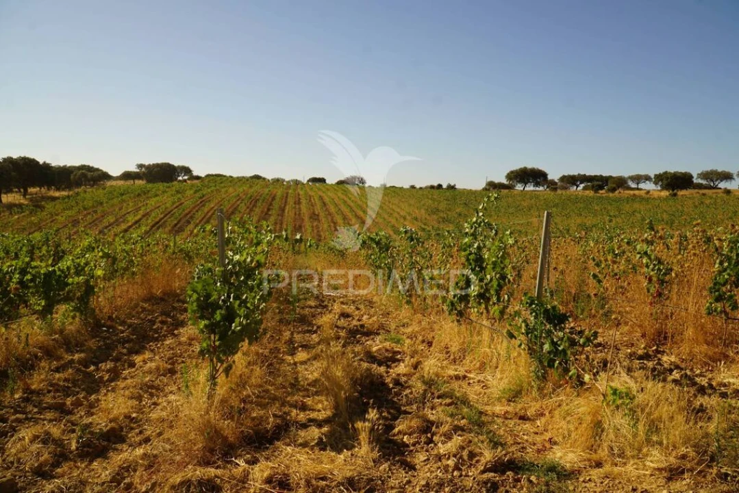 Quinta para Venda em Santiago Maior Foto 7