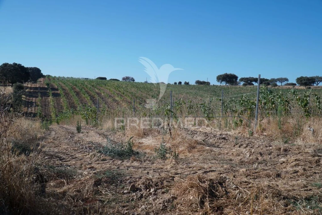 Quinta para Venda em Santiago Maior Foto 19