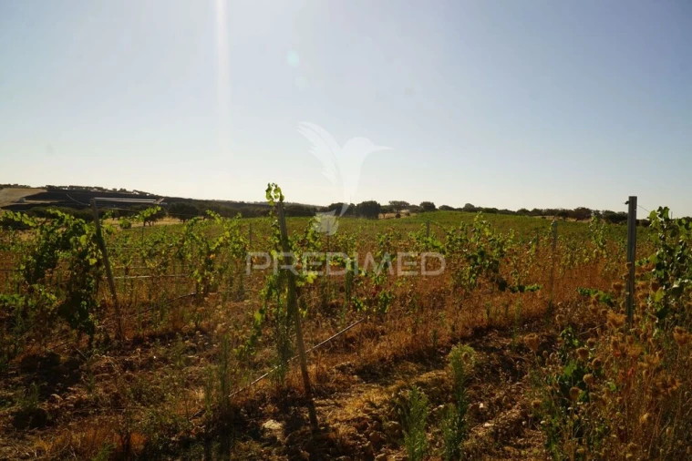 Quinta para Venda em Santiago Maior Foto 15