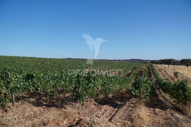 Quinta para Venda em Santiago Maior Foto 17