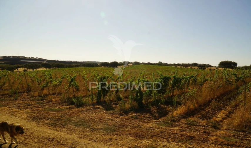 Quinta para Venda em Santiago Maior Foto 9