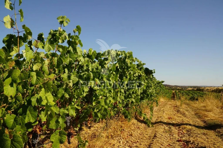 Quinta para Venda em Santiago Maior Foto 11