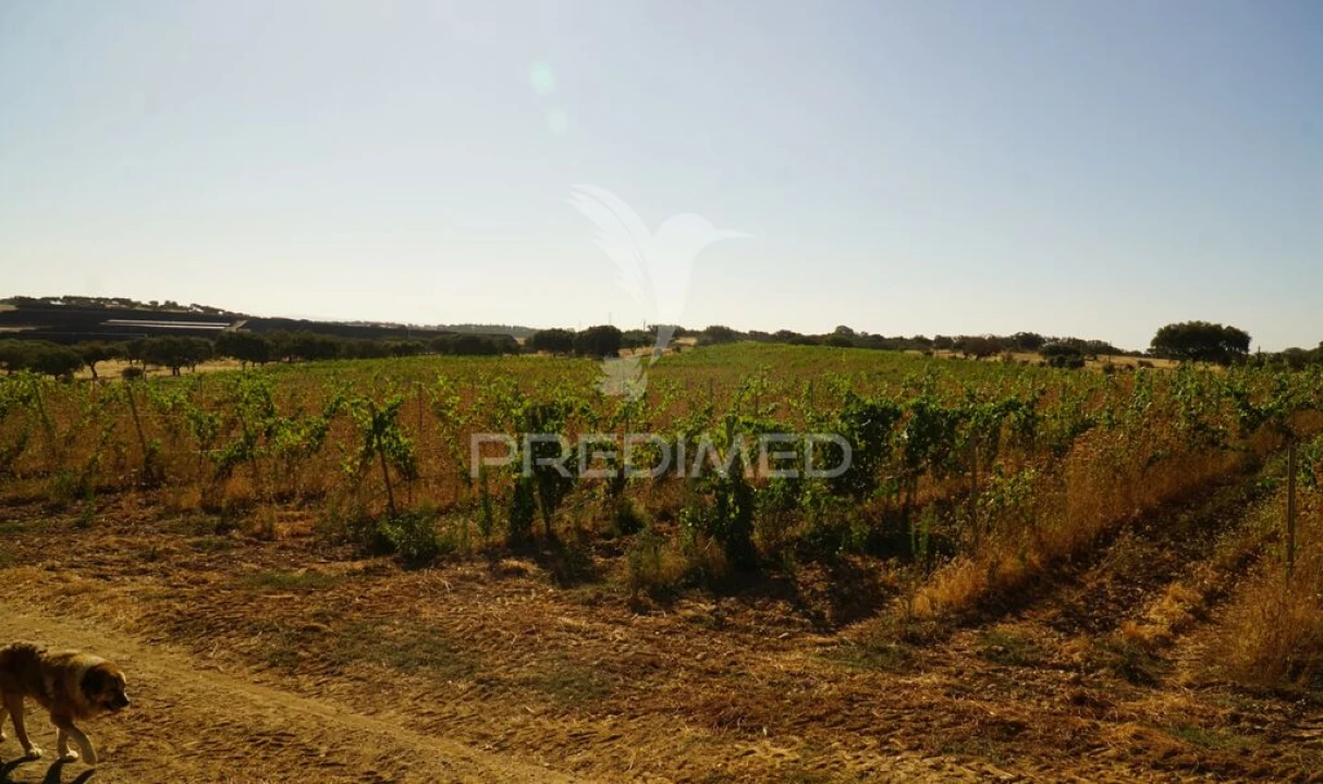 Quinta para Venda em Santiago Maior Foto 9