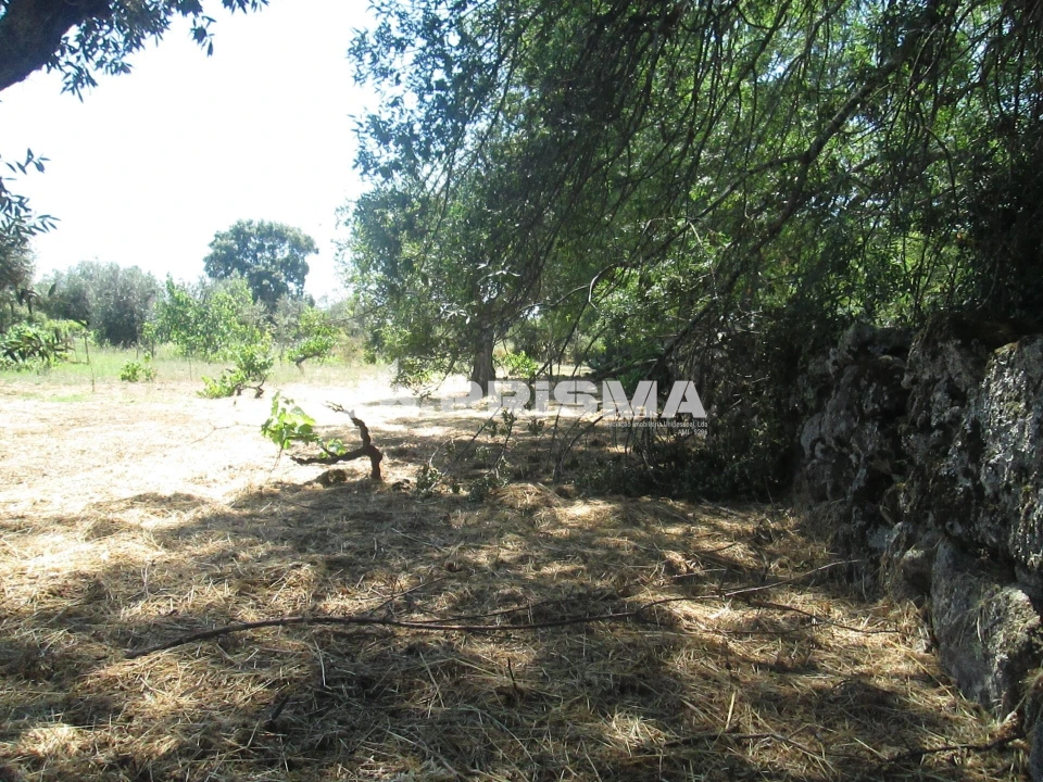 Terreno para Venda em São Miguel de Acha Foto 28