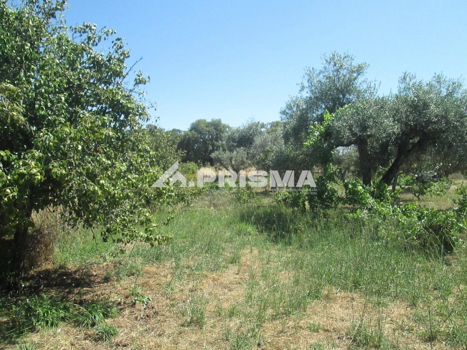 Terreno para Venda em São Miguel de Acha Foto 20