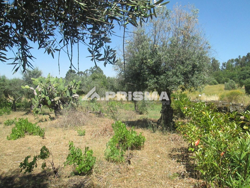 Terreno para Venda em São Miguel de Acha Foto 12