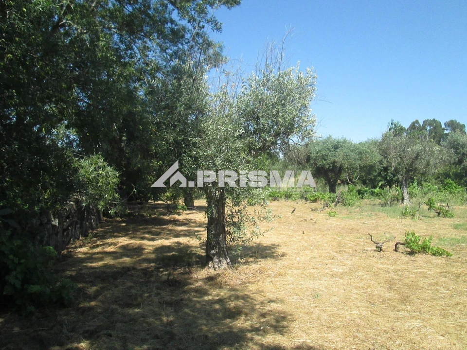 Terreno para Venda em São Miguel de Acha Foto 31