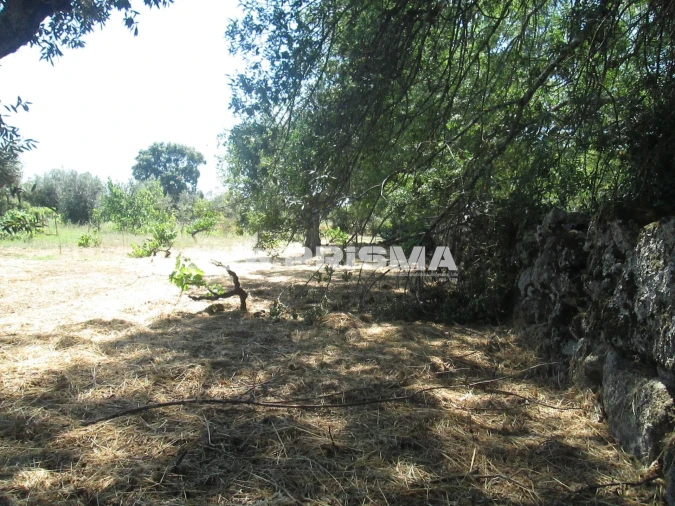 Terreno para Venda em São Miguel de Acha Foto 28