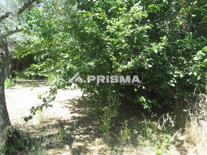 Terreno para Venda em São Miguel de Acha Foto 22