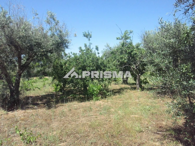 Terreno para Venda em São Miguel de Acha Foto 42