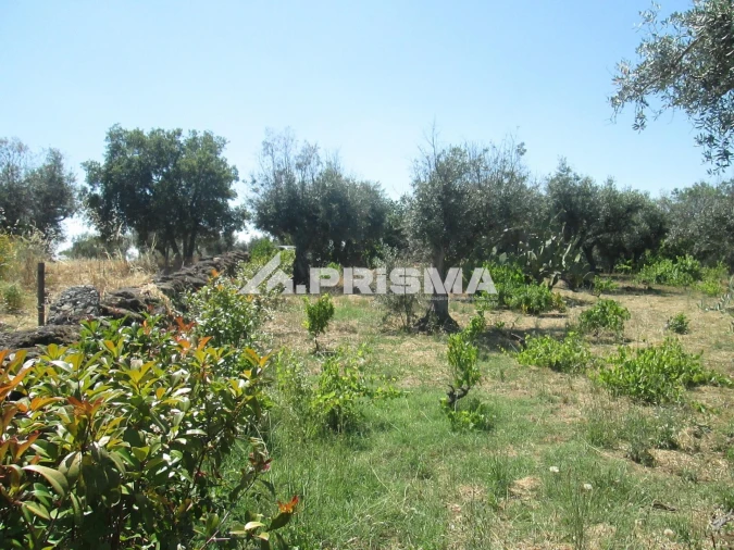 Terreno para Venda em São Miguel de Acha Foto 15