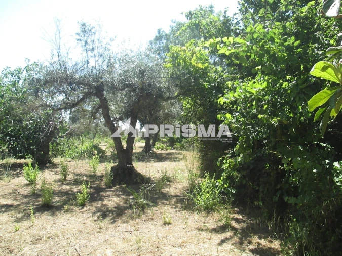 Terreno para Venda em São Miguel de Acha Foto 24