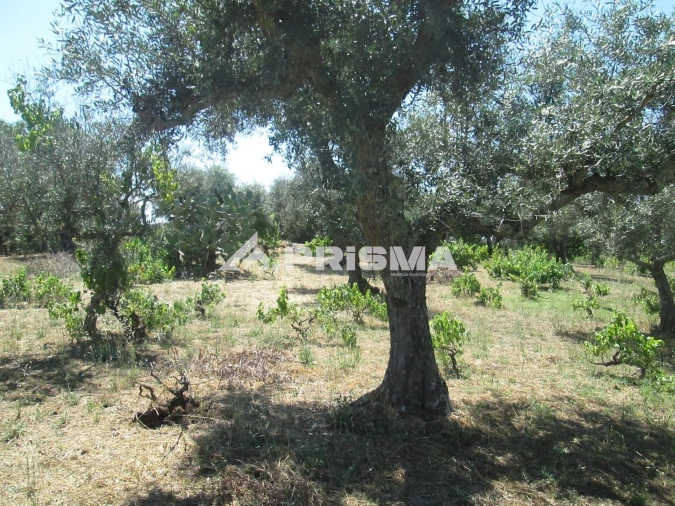 Terreno para Venda em São Miguel de Acha Foto 17