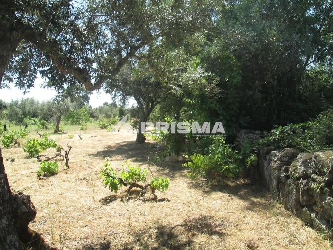 Terreno para Venda em São Miguel de Acha Foto 26