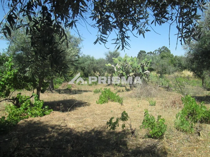 Terreno para Venda em São Miguel de Acha Foto 13