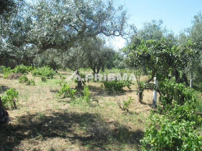 Terreno para Venda em São Miguel de Acha Foto 18