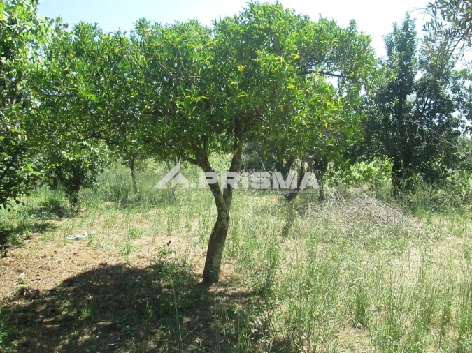 Terreno para Venda em São Miguel de Acha Foto 23