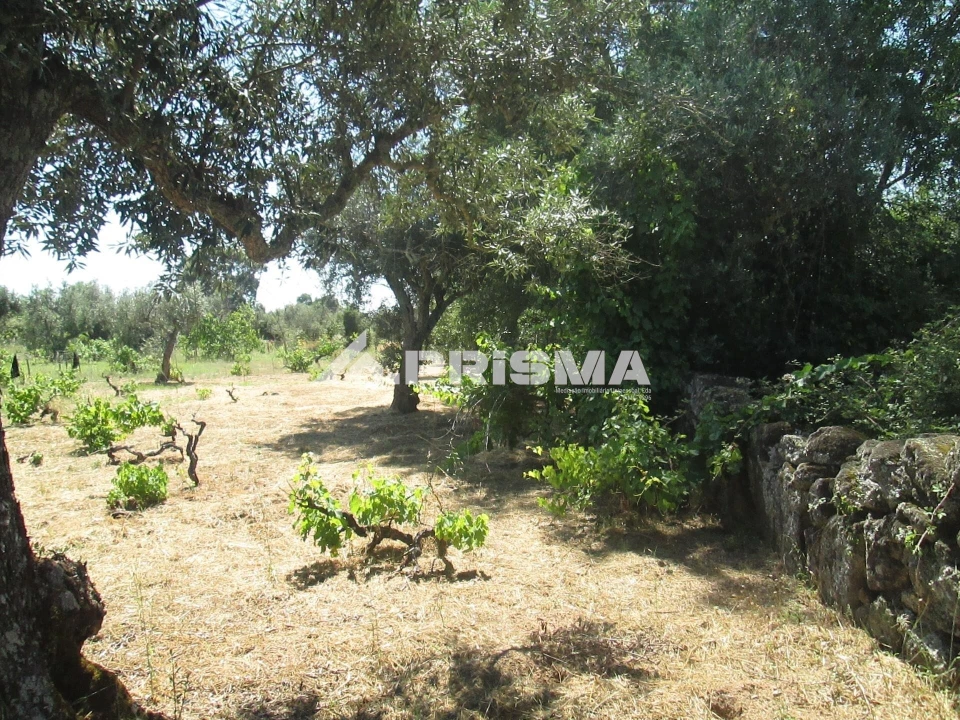 Terreno para Venda em São Miguel de Acha Foto 26