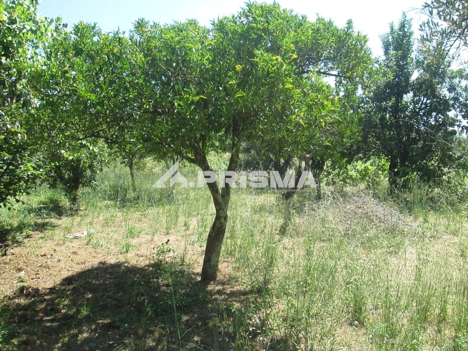 Terreno para Venda em São Miguel de Acha Foto 23