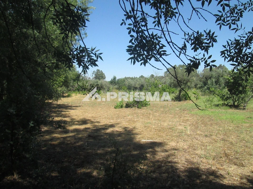 Terreno para Venda em São Miguel de Acha Foto 33