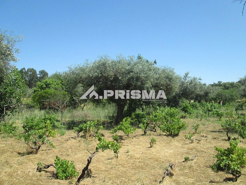 Terreno para Venda em São Miguel de Acha Foto 29