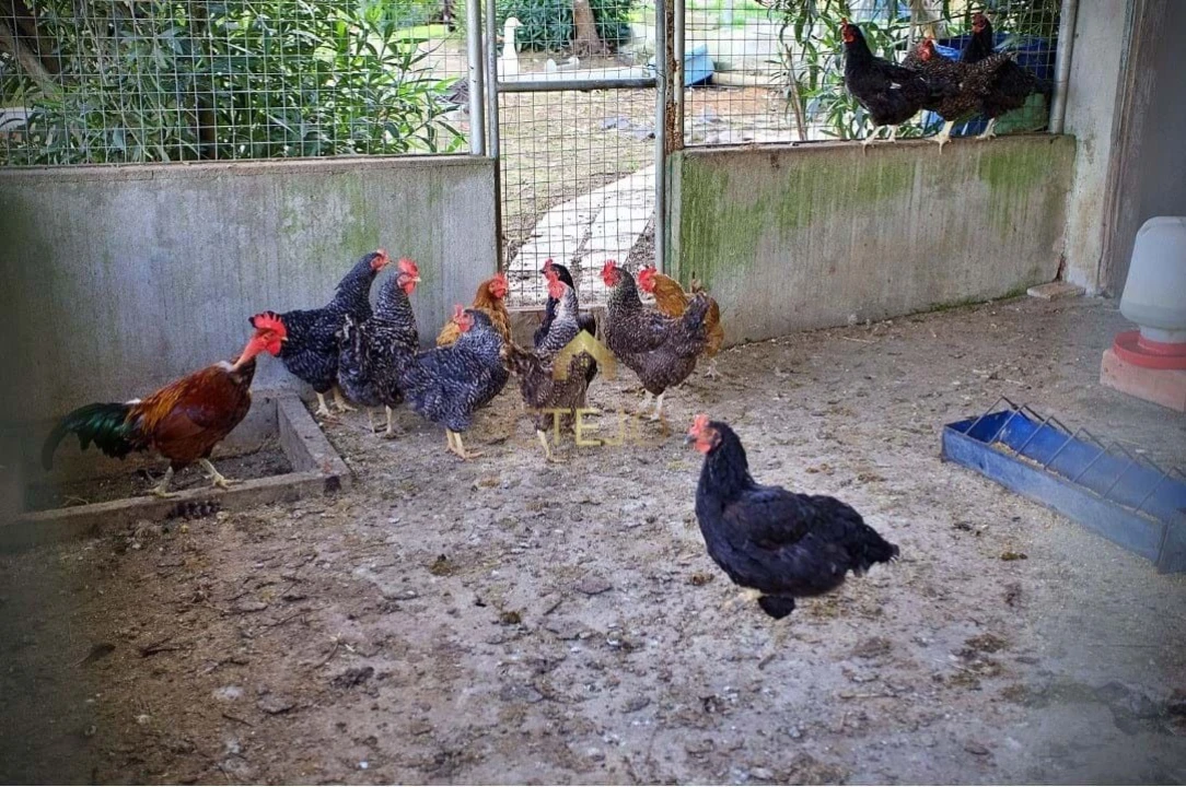 Quinta T7 para Venda em Carregado e Cadafais Foto 4